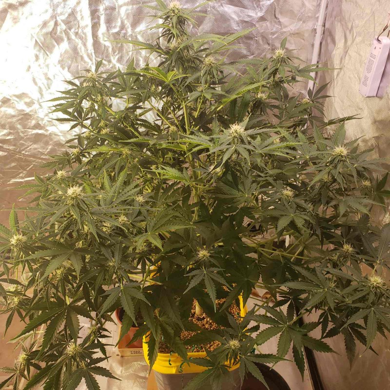 16384917061214085022118772043642