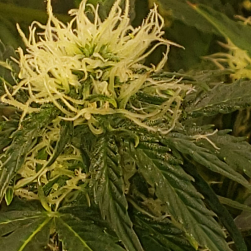 16384917643574455231697902030259