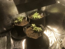 9C261B0E-44A0-4232-97CC-AD2818ADE212