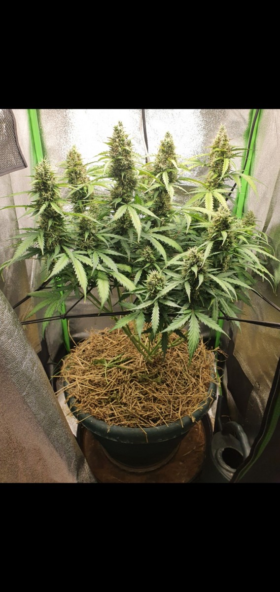 Screenshot_20211203-103214_Gallery