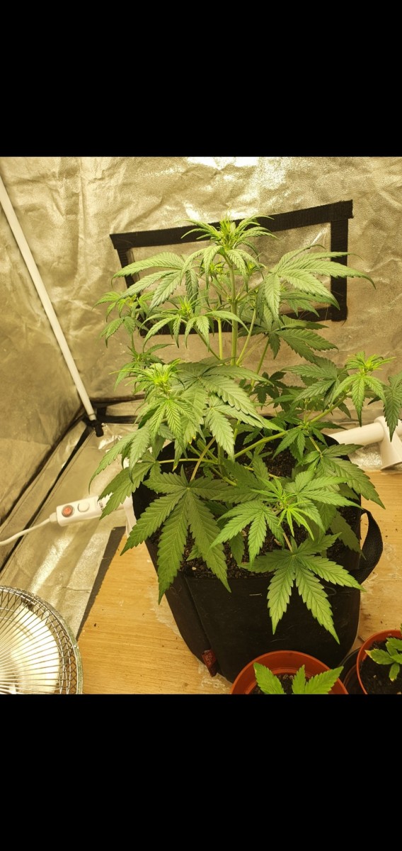 Screenshot_20211203-103137_Gallery