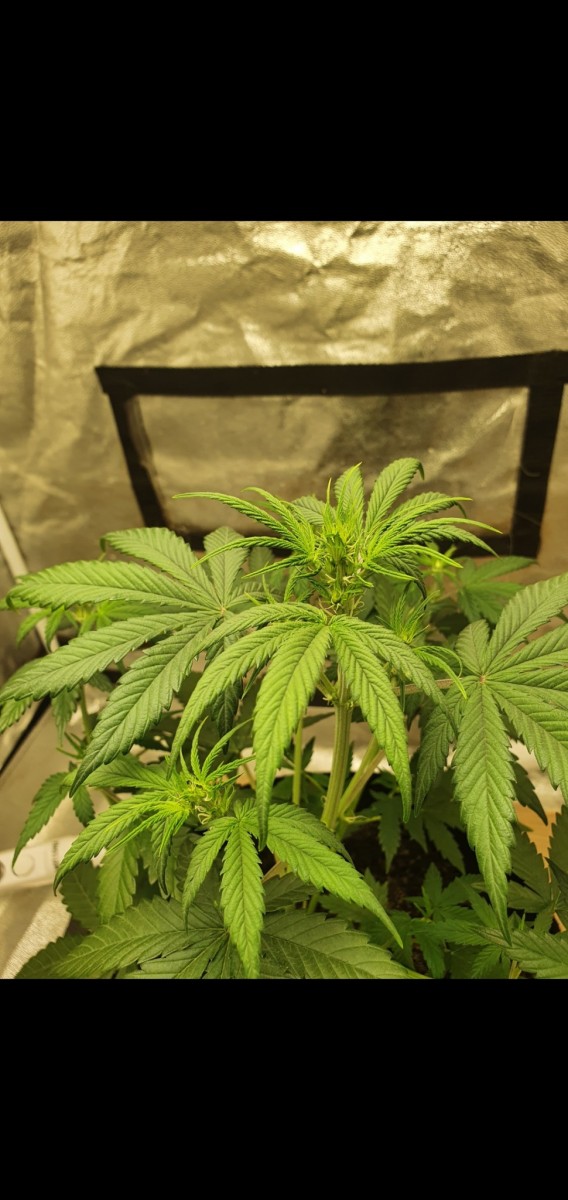 Screenshot_20211203-103131_Gallery