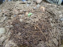 pistashseedling