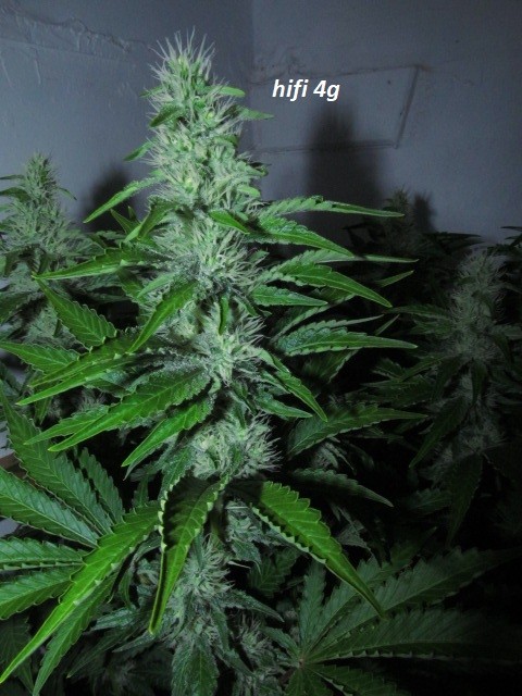 4f (11)