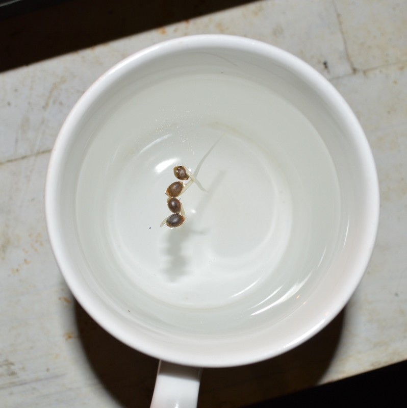 G13 Haze 15-16.10 (15) (798x800)