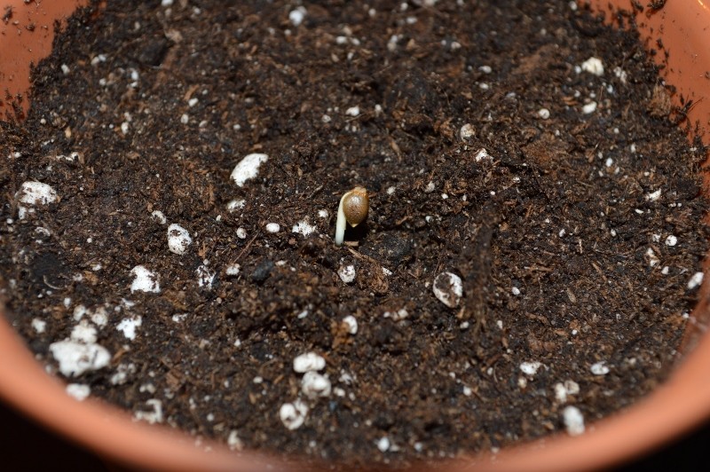 G13 Haze 15-16.10 (9) (800x532)