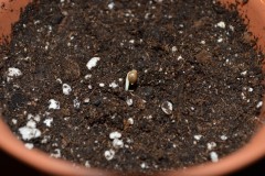 G13 Haze 15-16.10 (9) (800x532)