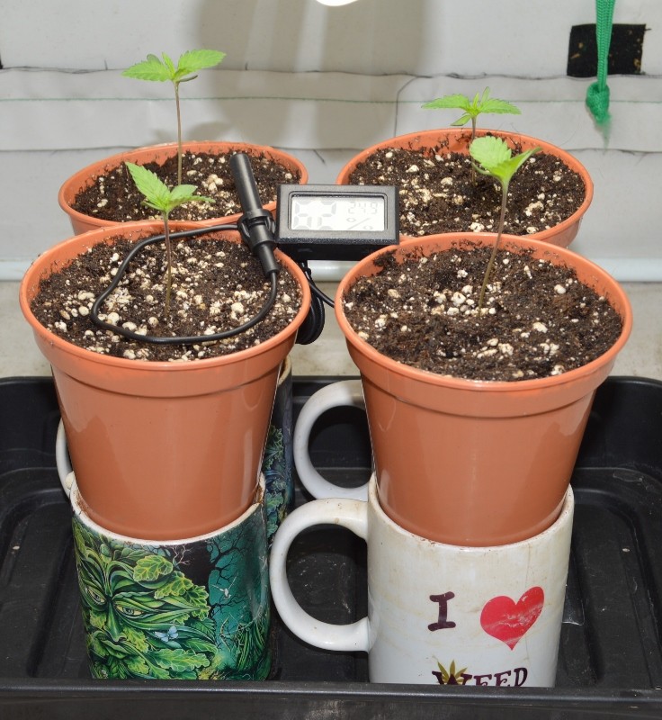 G13 Haze 24.10 (1) (736x800)