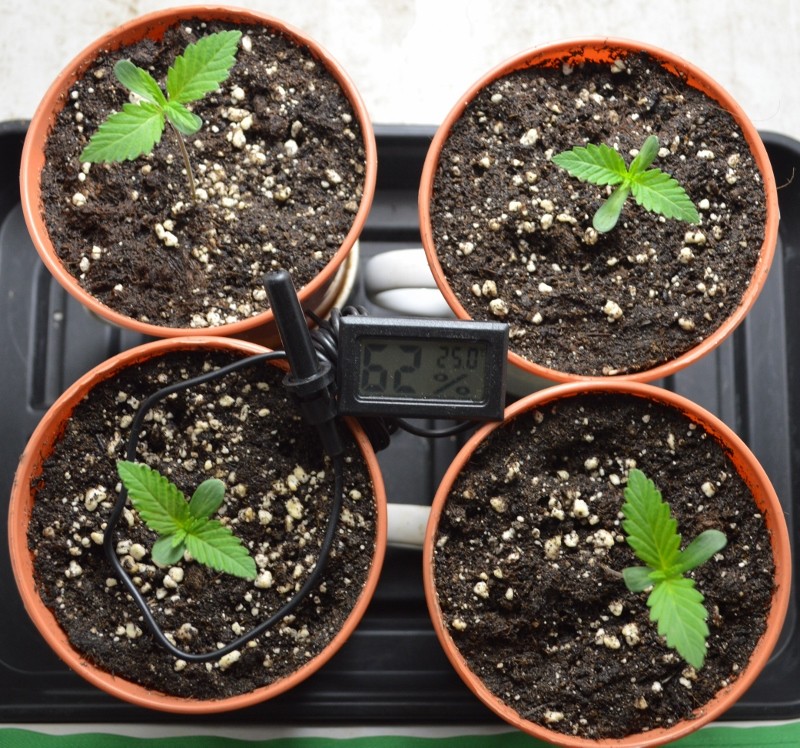 G13 Haze 24.10 (3) (800x748)