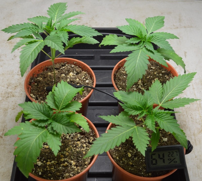 G13 Haze 5.11.21 (1) (800x718)