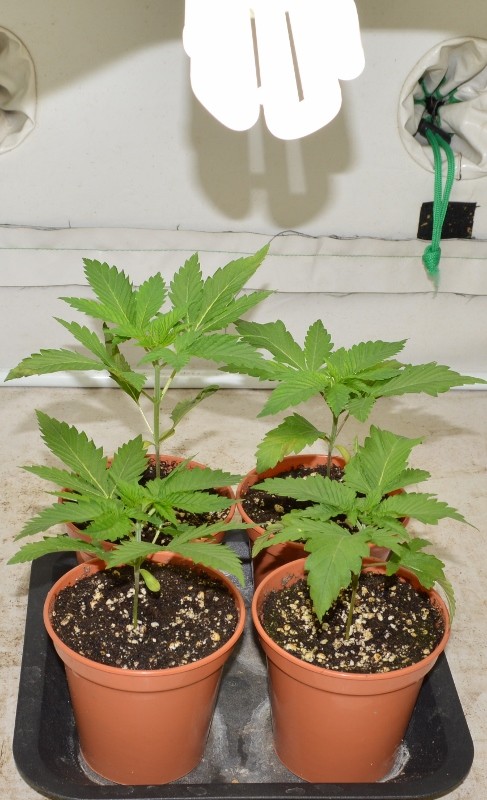 G13 haze 7-11-21 (1) (487x800)