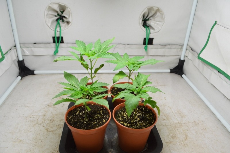 G13 haze 7-11-21 (2) (800x532)