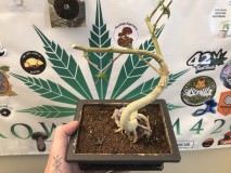 121CB473-D609-40A7-B481-5F50AB692B4A