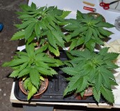 G13 Haze re-pot 21-22.11 (1) (800x738)