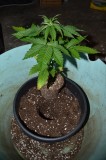 G13 Haze re-pot 21-22.11 (7) (532x800)