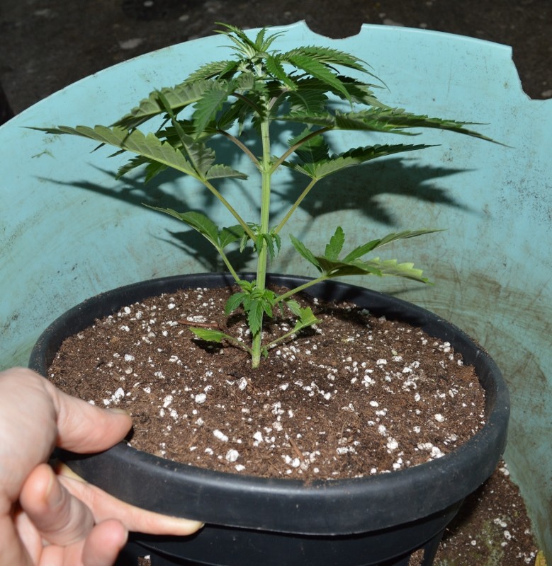 G13 Haze re-pot 21-22.11 (10) (779x800)