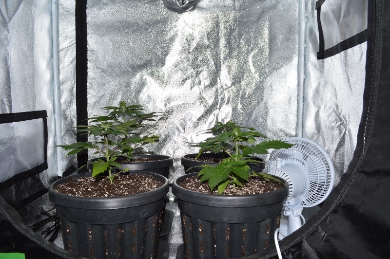 G13 Haze re-pot 21-22.11 (11) (800x532)