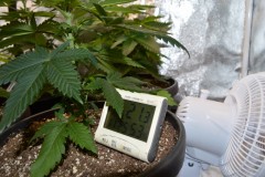 G13 Haze 3.12 (3) (800x532)