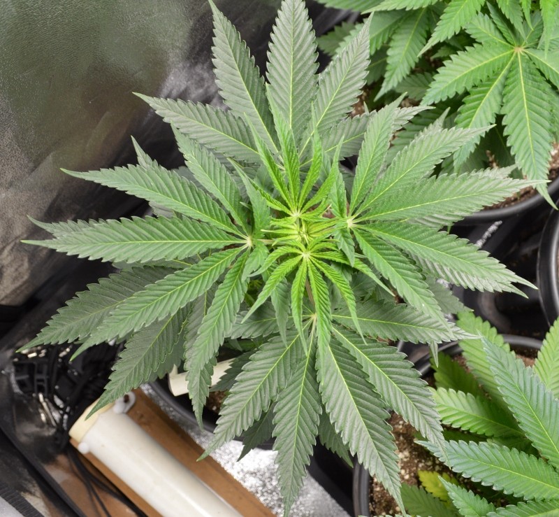 G13 Haze 3.12 (7) (800x739)