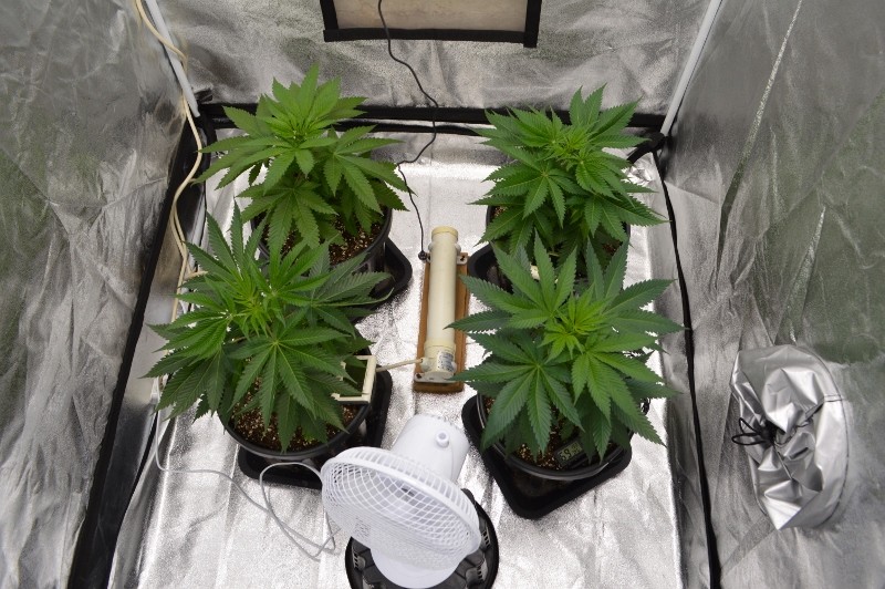 G13 Haze 7.12 (3) (800x532)