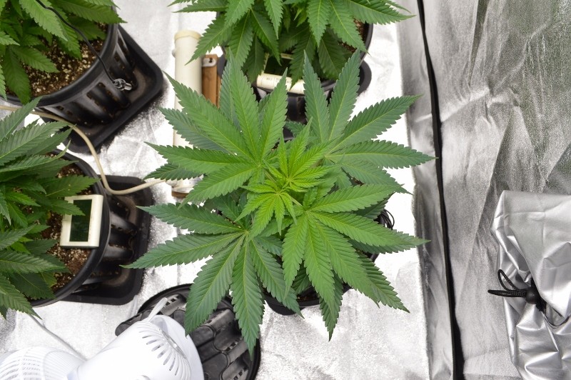 G13 Haze 7.12 (5) (800x532)