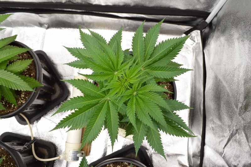 G13 Haze 7.12 (6) (800x532)