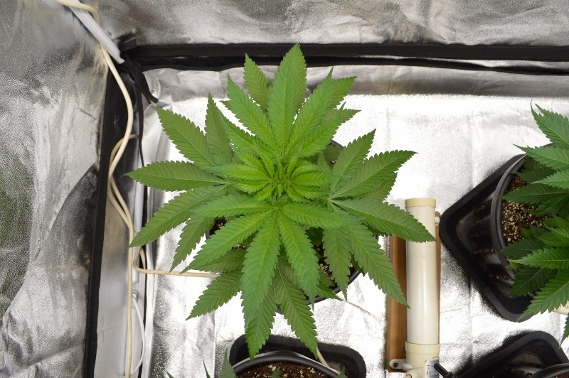 G13 Haze 7.12 (8) (800x532)