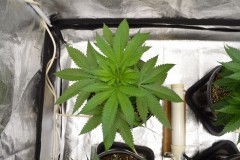 G13 Haze 7.12 (8) (800x532)