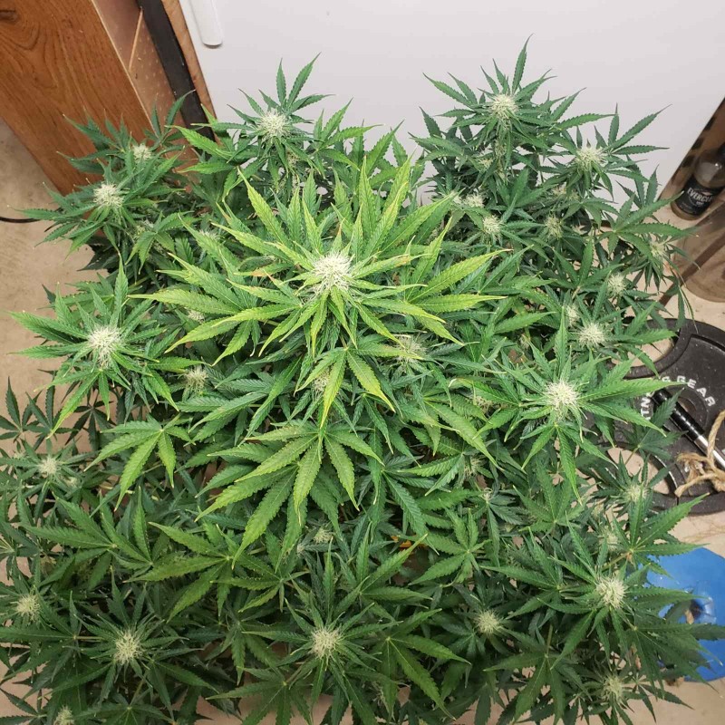 16390120942628304487449786001451