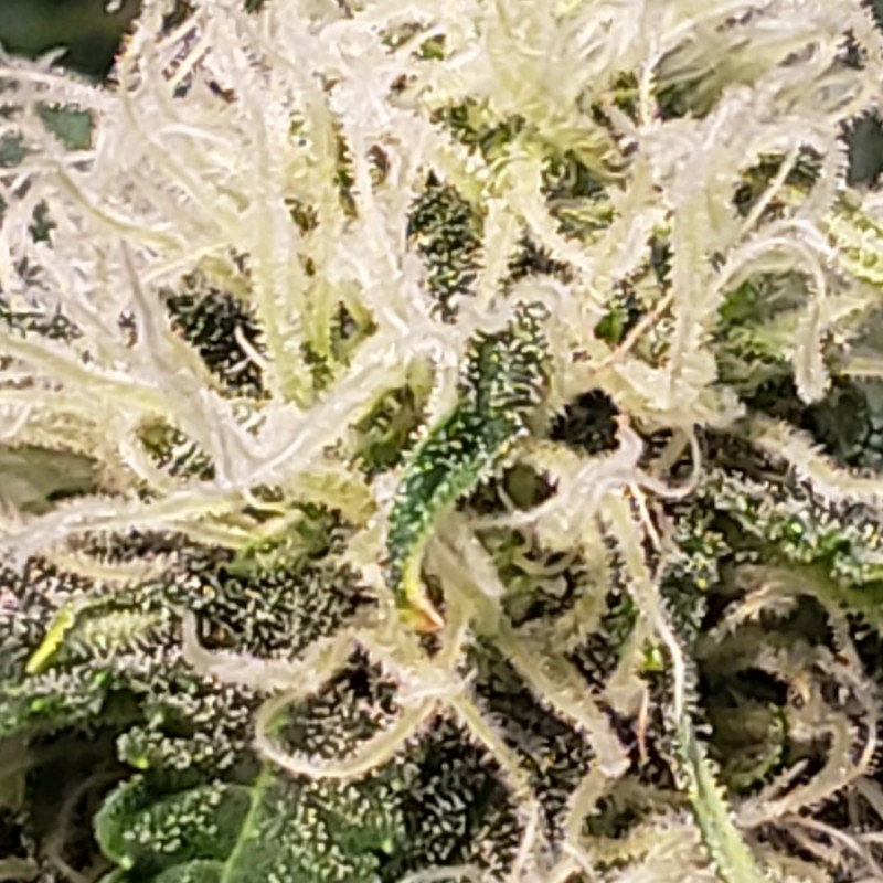 16390125269013492340508732738139