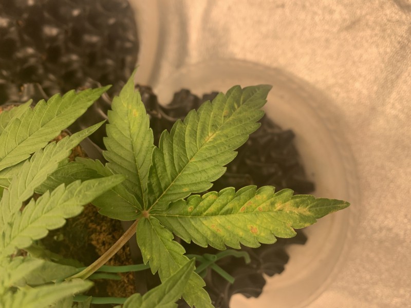 FAFC99BA-A814-4C61-B757-A281090E1E6C