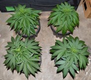 G13 Haze 11.12 (1) (800x700)