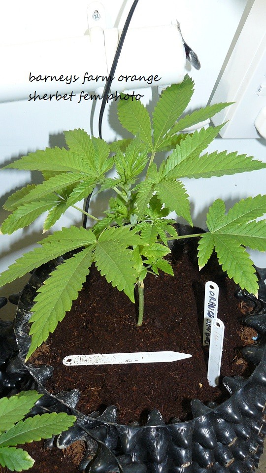 drobes day1 veg 11.12.21 004