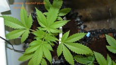 drobes day1 veg 11.12.21 005