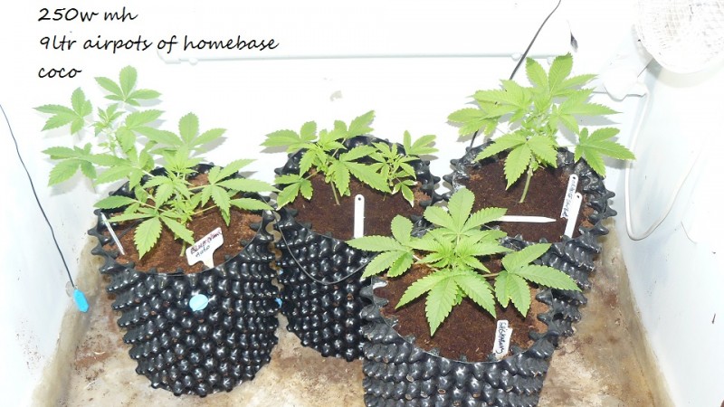 drobes day1 veg 11.12.21 008