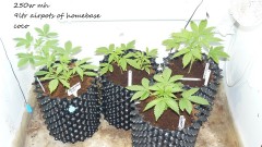 drobes day1 veg 11.12.21 008