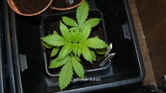 drobes day1 veg 11.12.21 013