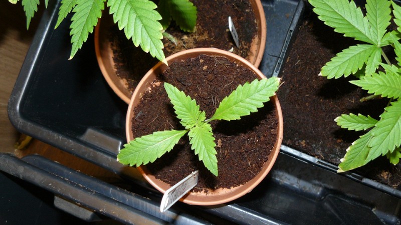 drobes day1 veg 11.12.21 016