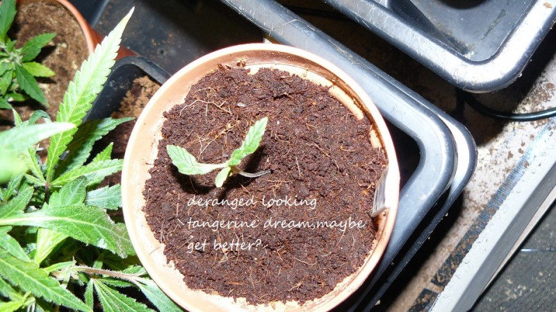 drobes day1 veg 11.12.21 017