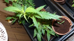 drobes day1 veg 11.12.21 018