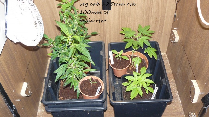 drobes day1 veg 11.12.21 024