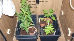 drobes day1 veg 11.12.21 024