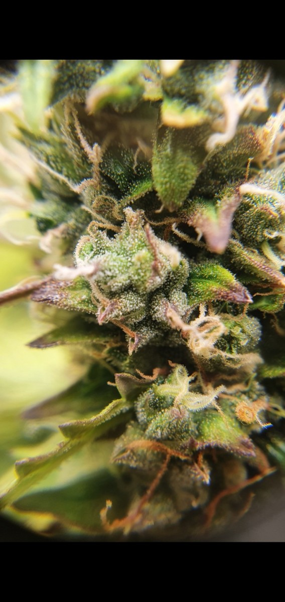 Screenshot_20211211-175109_Gallery