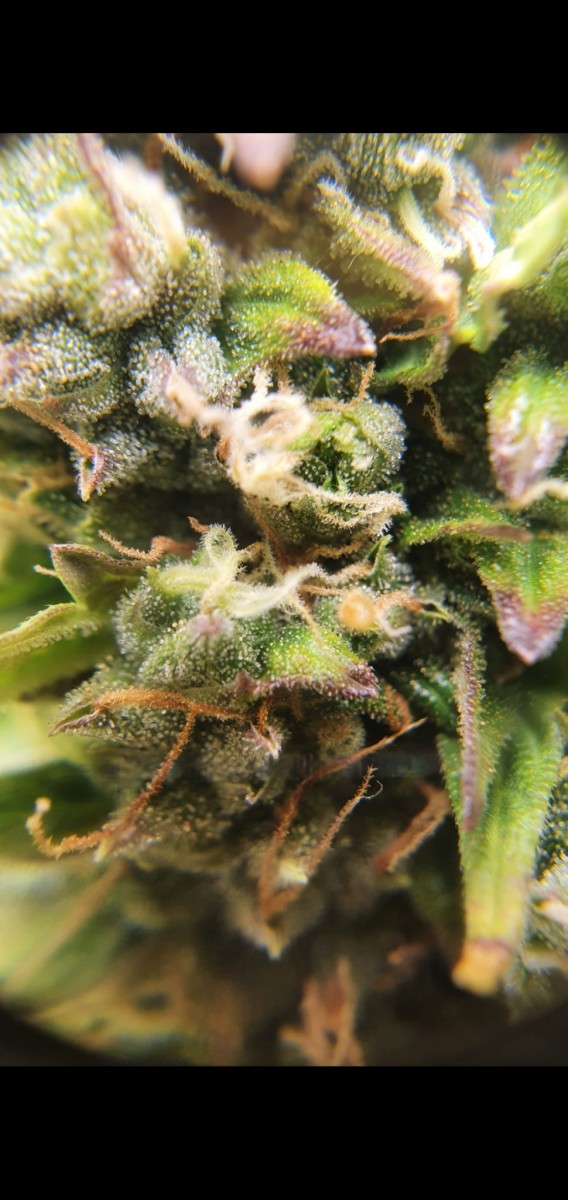 Screenshot_20211211-175056_Gallery