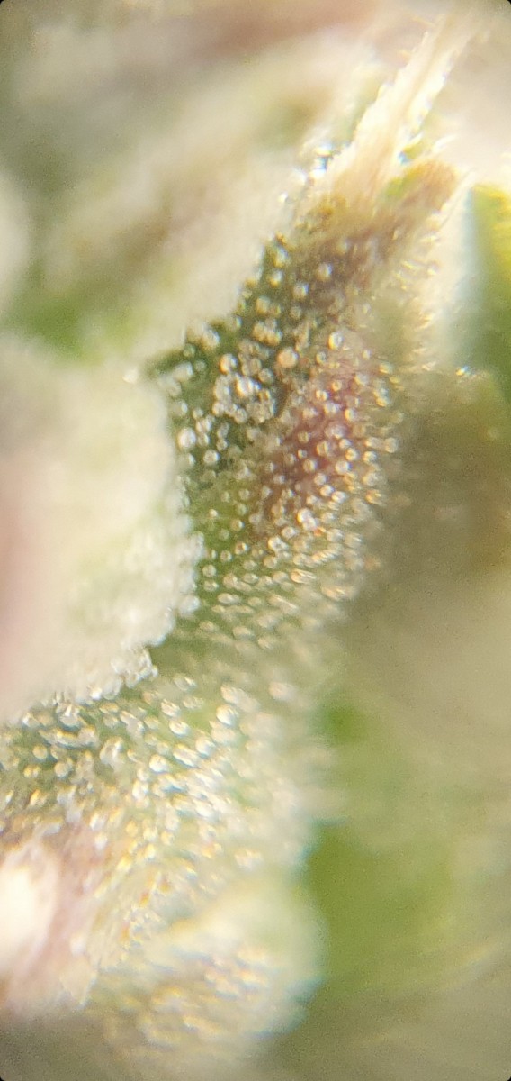 Screenshot_20211211-175147_Gallery