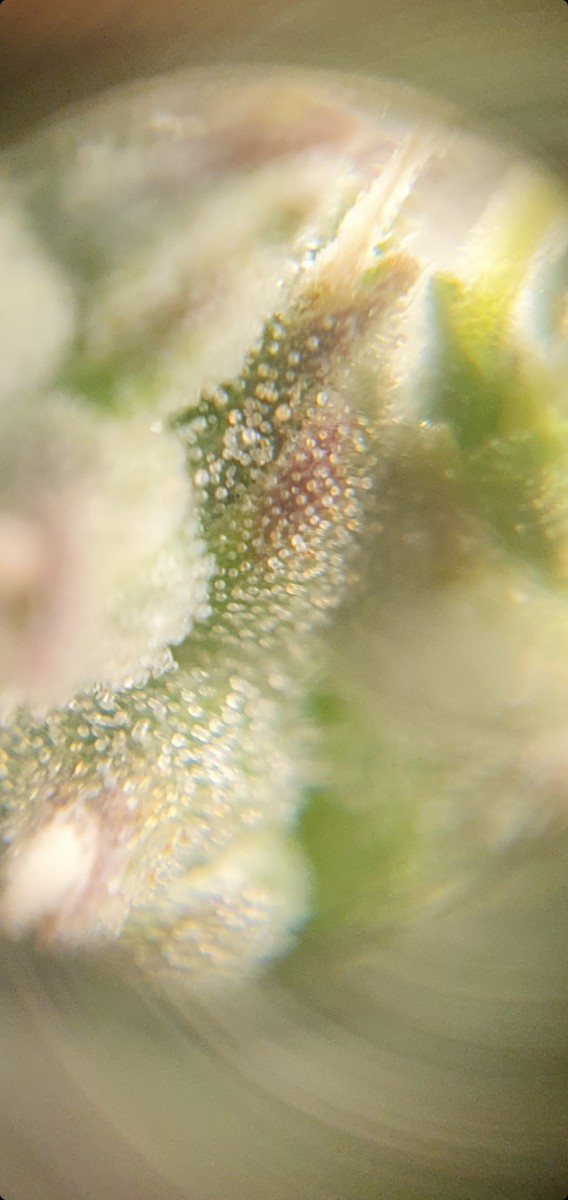 Screenshot_20211211-185630_Gallery