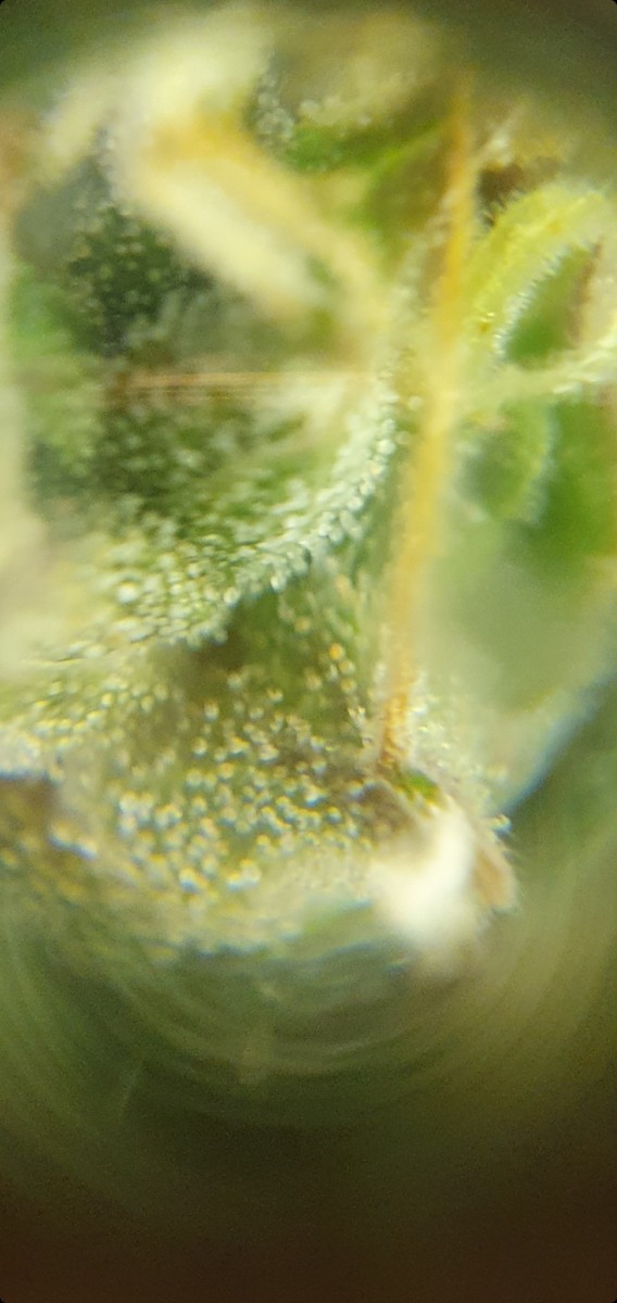 Screenshot_20211211-185653_Gallery