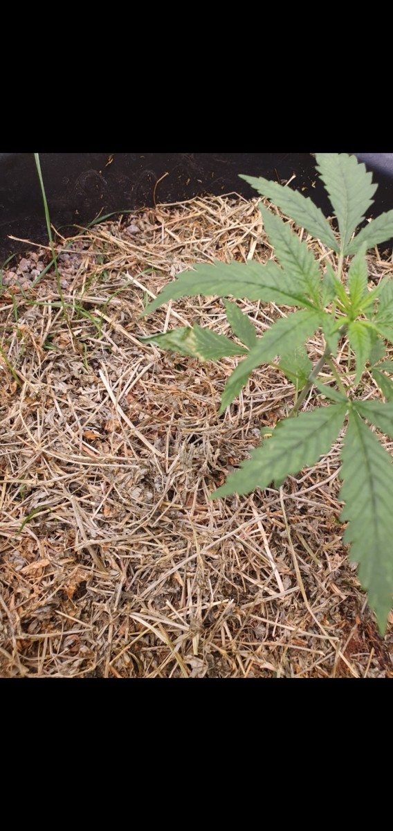 Screenshot_20211211-185745_Gallery