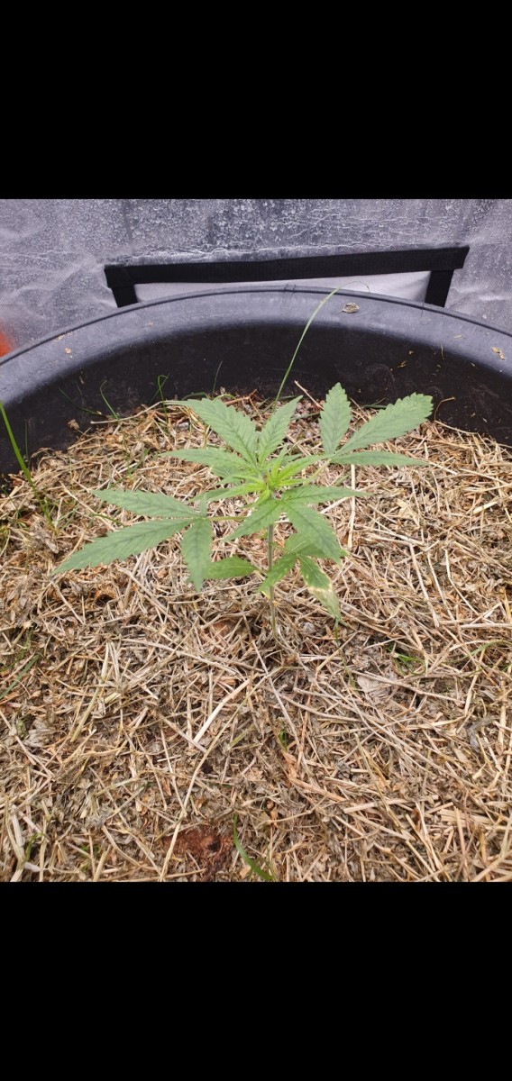 Screenshot_20211211-185735_Gallery