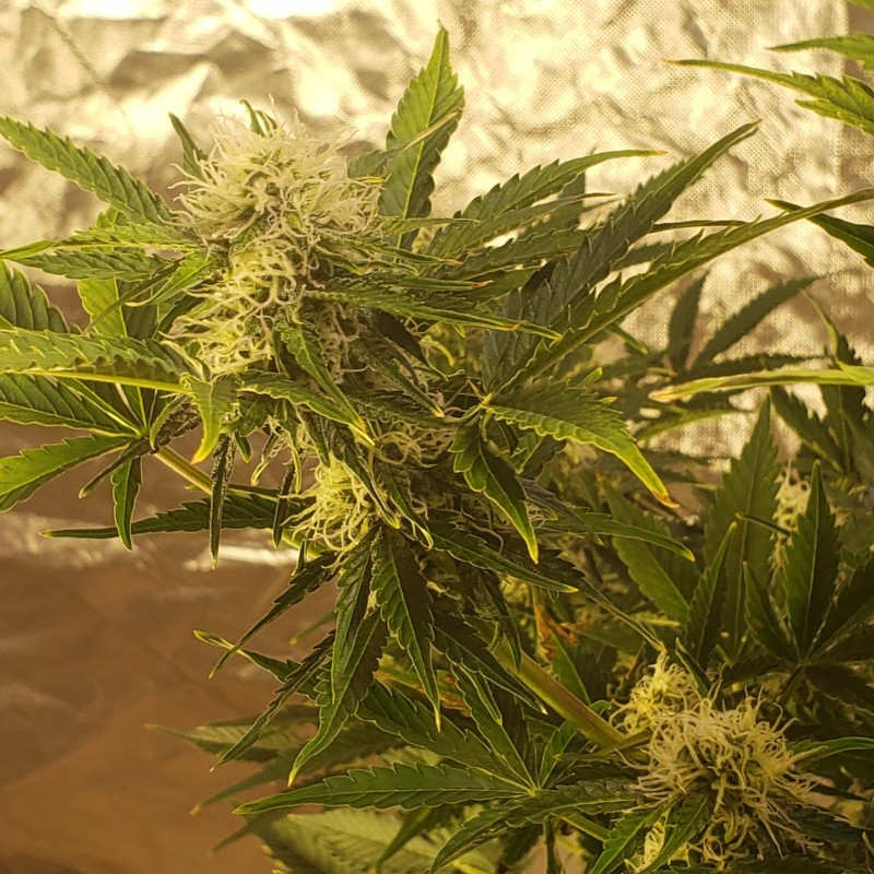 16392712935303158462524878788877